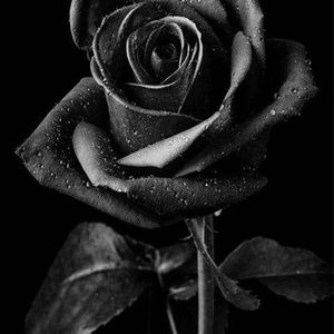 Meet your Posher, Patty